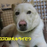 間一髪！