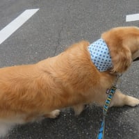 クールネックのシーズン到来