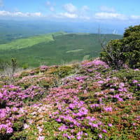 くじゅう・猟師山 ミヤマキリシマ お花見登山（2024年）