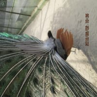 孔雀（敢えて鳳凰と呼ばせてもらいます！）貴重なターンをお見せ致します♪(≧▽≦)