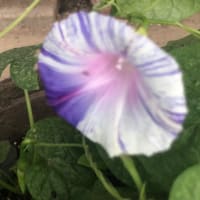 朝顔の苗が育った。