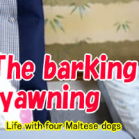 The barking, yawning　吠えるしあくびするし？