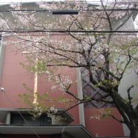 2015年4月建築探訪再始動 その2「桜の中のレーモンド」
