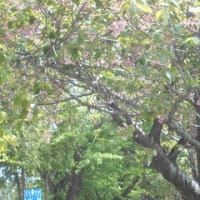 町内会のレクリエーションで、初めて、「お花見」をしました。場所は白石サイクリングロードです。でも、八重桜はほぼ終わりです