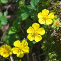 阿蘇･烏帽子岳のミヤマキリシマ ～ 2025年5月花芽無く 裏年かな？😪