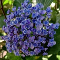 紫陽花　お写ん歩