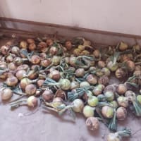 終わったスナップエンドウと玉ねぎの収穫