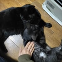 ブラックスモークの被毛は白！