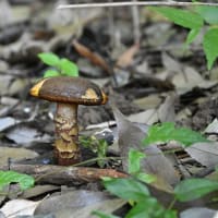 2025年6月7日 昭和記念公園のキノコ