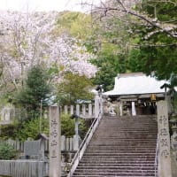 桜　岩滝神社　2024　2