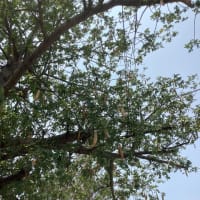 パンヤノキ…綿の木