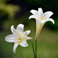 花の植物園