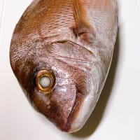 鯛を貰うの巻☆