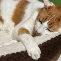 猫の自宅点滴で焦る