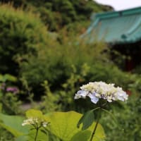 鎌倉紫陽花散策、光則寺。