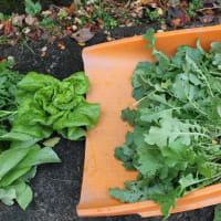 豆類の定植とお知らせ