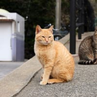 九州E島の猫たち　2024年3月　その1