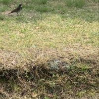 公園にて　桜とツグミ