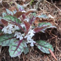 ▲ 焼山峠から小楢山へ ▲