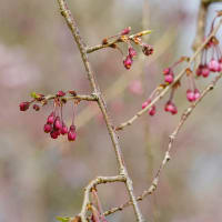 越前陶芸村しだれ桜まつり へ 行く