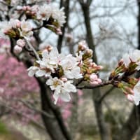 Walking around my neighborhood 近所を桜を探してあるいてみた10,000歩