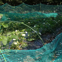 野菜作り（北海道沙流郡日高町日高地区）