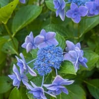 科学への希求