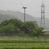 2025年05月25日　コウノトリ目撃情報