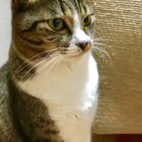 ババシャツって⭐︎YouTube投稿
