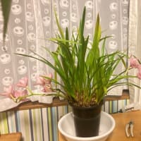 最近の花たち