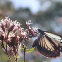アサギマダラ- ̗̀🦋 ̖́-とフジバカマ