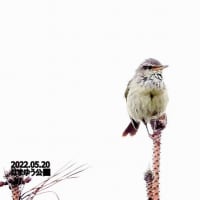 05/25探鳥記録写真（5月中旬に出会った鳥たち：オバシギ、チュウシャクシギ、キアシシギ、ガビチョウ、ウグイス、ホオジロ、ミサゴの狩ほか）