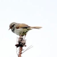 06/29探鳥記録写真：２０２５年５月に出会った鳥たち①