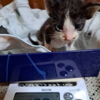 瀕死の仔猫の今朝