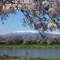 この先も桜の季節がめぐってきますように。