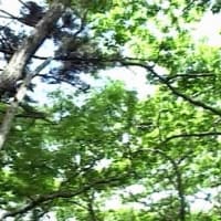 海鳥のサンクチュアリ　天売島と森林浴を楽しむメルヘンの焼尻島　６２回目　焼尻島