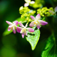 庭の花（５月末）