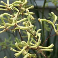 春～初夏の花：カンガルー・ポー