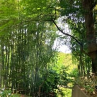 松戸　本土寺に行きました