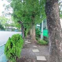 中島小学校は緑化に熱心な樹の小学校でした