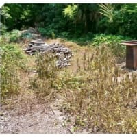 除草剤の効果