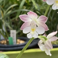 エビネ　交配「矢板の黄白　x クィーンエリザベス」の初花の開花