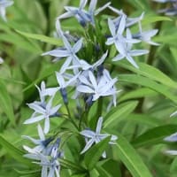 「丁字草」です、満開しています。