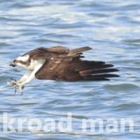 大きな水飛沫を上げて