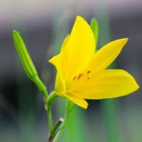 黄色いユウスゲ