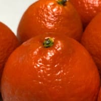 アメリカ産ミネオラオレンジ