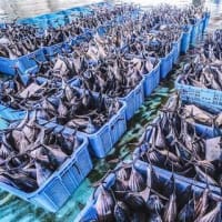 磨き上げた技法を逆輸入　すさみ町の「ケンケン鰹」