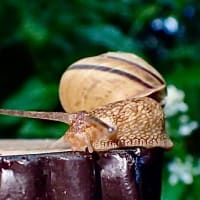 今日のかたつむり