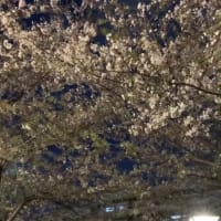 フランスの桜と日本の桜♪