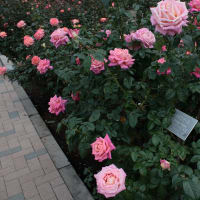 神代植物公園のバラ2011秋542